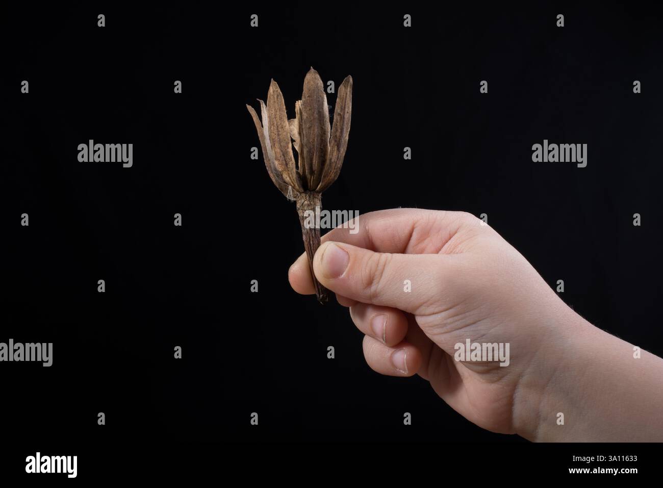 Ein trockenes Blatt im Herbst mal in Hand Stockfoto