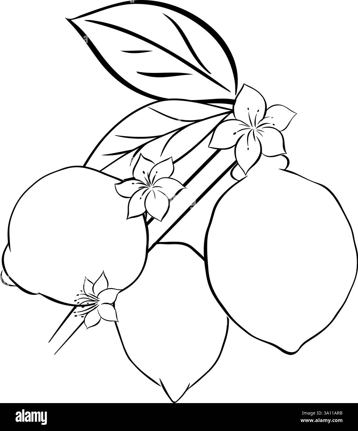 Zitronenzweig mit Blättern und Blumen handgezeichnete grafische Linie Tusche Illustration. Vektorkontur und Silhouette isoliert schwarz-weiß Stock Vektor