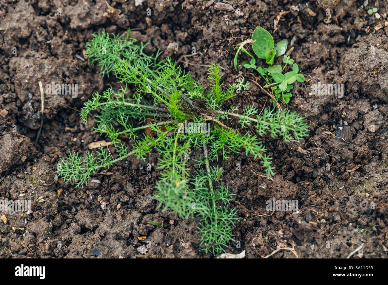 Duftlose Kamille oder geruchsloses Trikot. Ein Unkraut im Stadium von vier oder fünf Blättern. Stockfoto