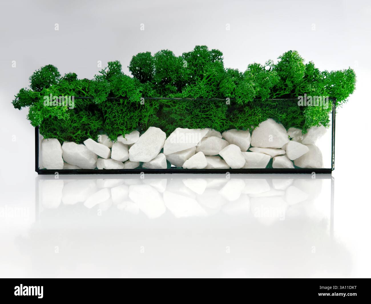 Das Glasterrarium sitzt elegant auf einer reflektierenden Oberfläche und schafft eine ruhige Landschaft. Weiße Steine mit Moos. Stockfoto