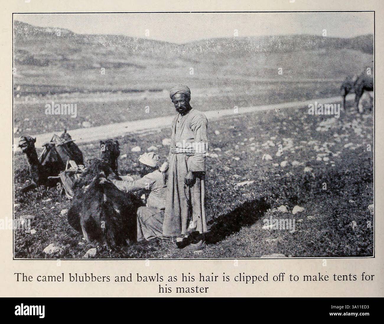 Das Kamel blubbelt und heult, während seine Haare abgeschnitten werden, um Zelte für seinen Meister aus dem Heiligen Land und Syrien von Carpenter, Frank G. (Frank George), 1855-1924 veröffentlicht Garden City, N. Y., Doubleday, Page & Company 1922 Stockfoto