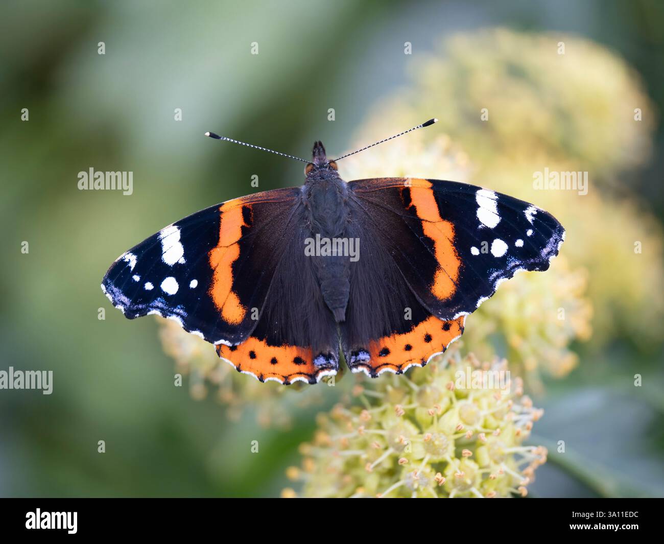 Roter admiral schmetterling auf efeu -Fotos und -Bildmaterial in hoher  Auflsung  Alamy