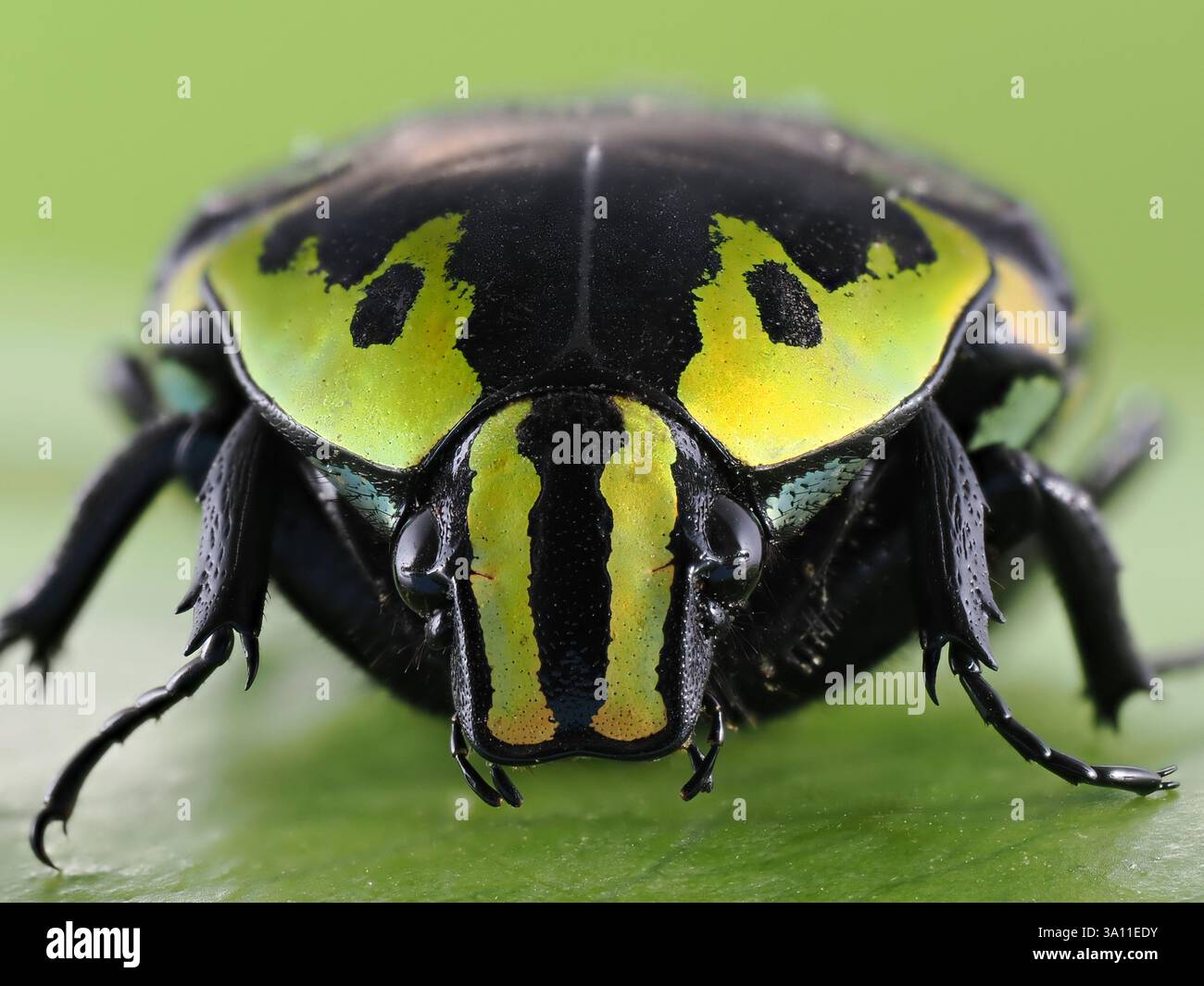 Käfer (Euchroea coelestis) Nahaufnahme des Gesichts, Madagaskar, gestapeltes Fokusbild, Set-Probe Stockfoto