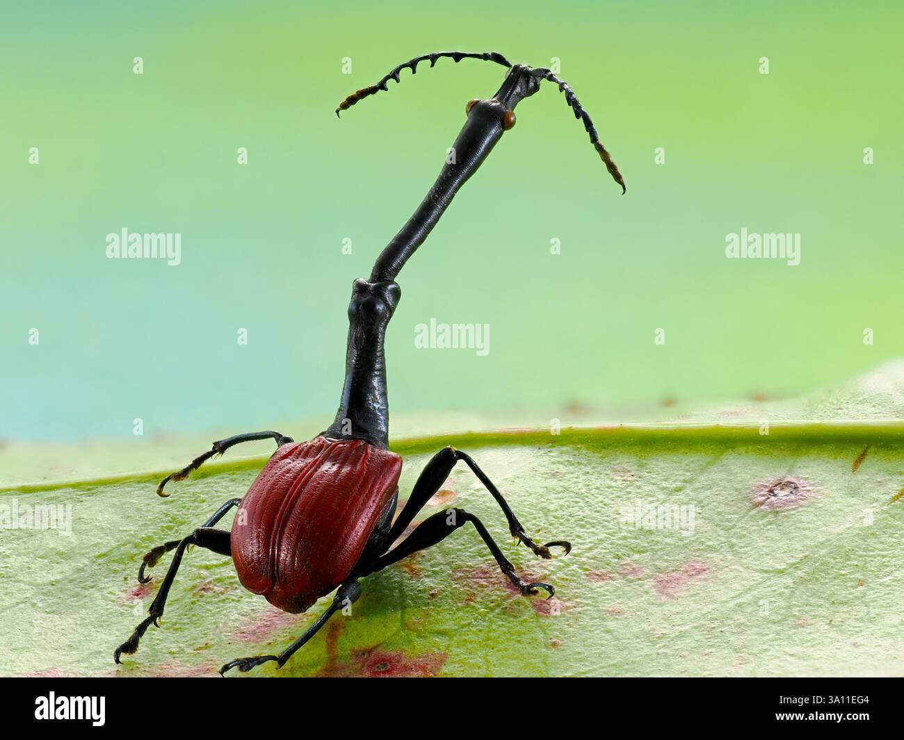 Giraffen-Käfer (Trachelophorus giraffa) Madagaskar, männlich, gestapeltes Fokusbild, Set-Exemplar Stockfoto