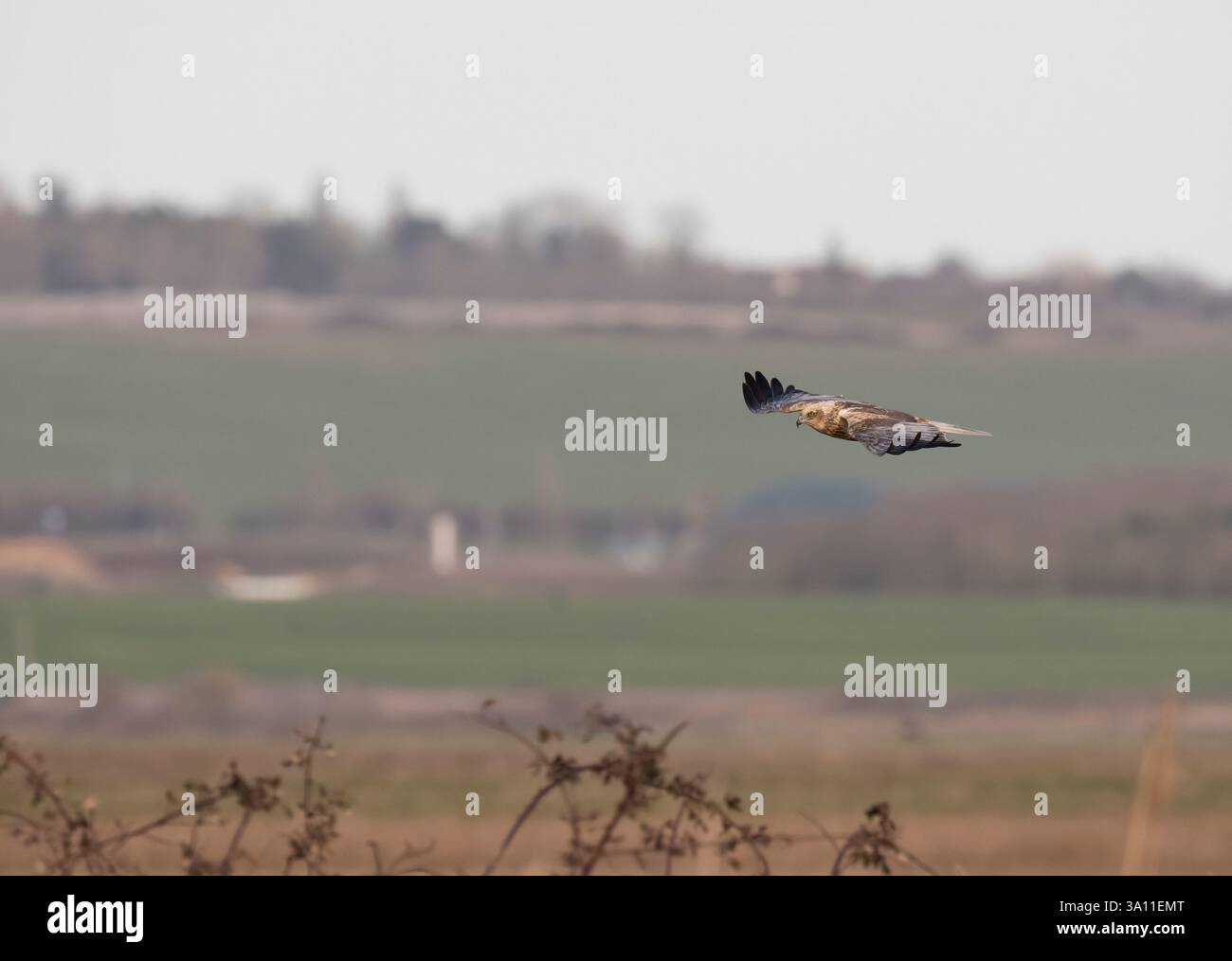 Marsh Harrier (Circus aeruginosus) im Flug, Elmley Nature Reserve, Kent UK, Schedule 1 Listed Bird on the Wildlife and Countryside Act Stockfoto