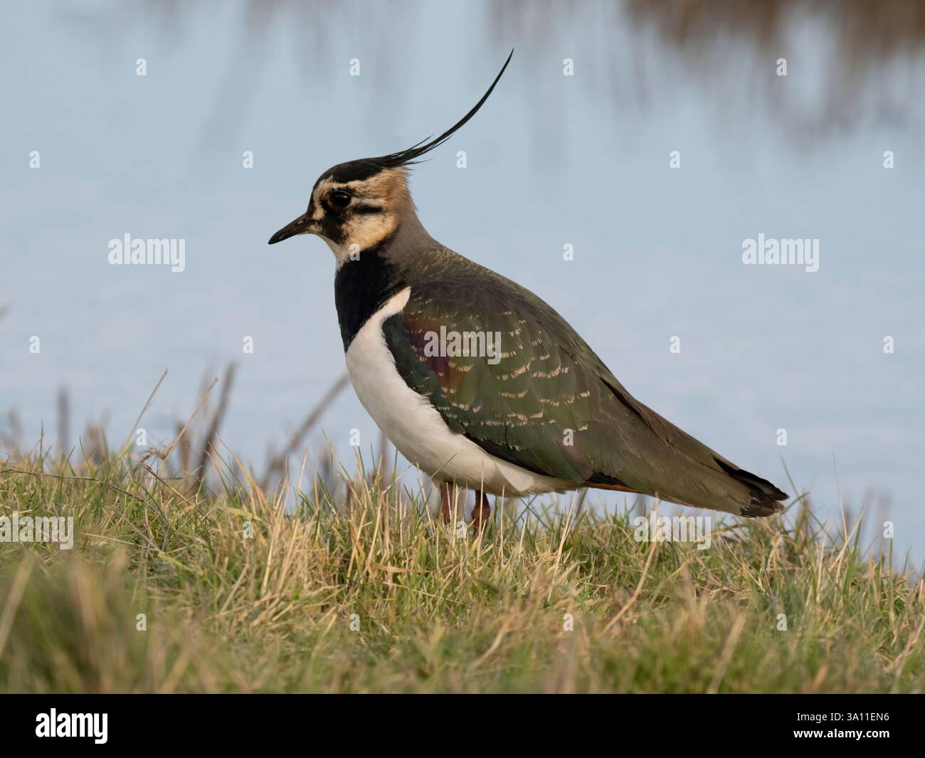Lapwing (Vanellus vanellus) Elmley Nature Reserve, Kent, UK Conservation Status Rote Liste Stockfoto