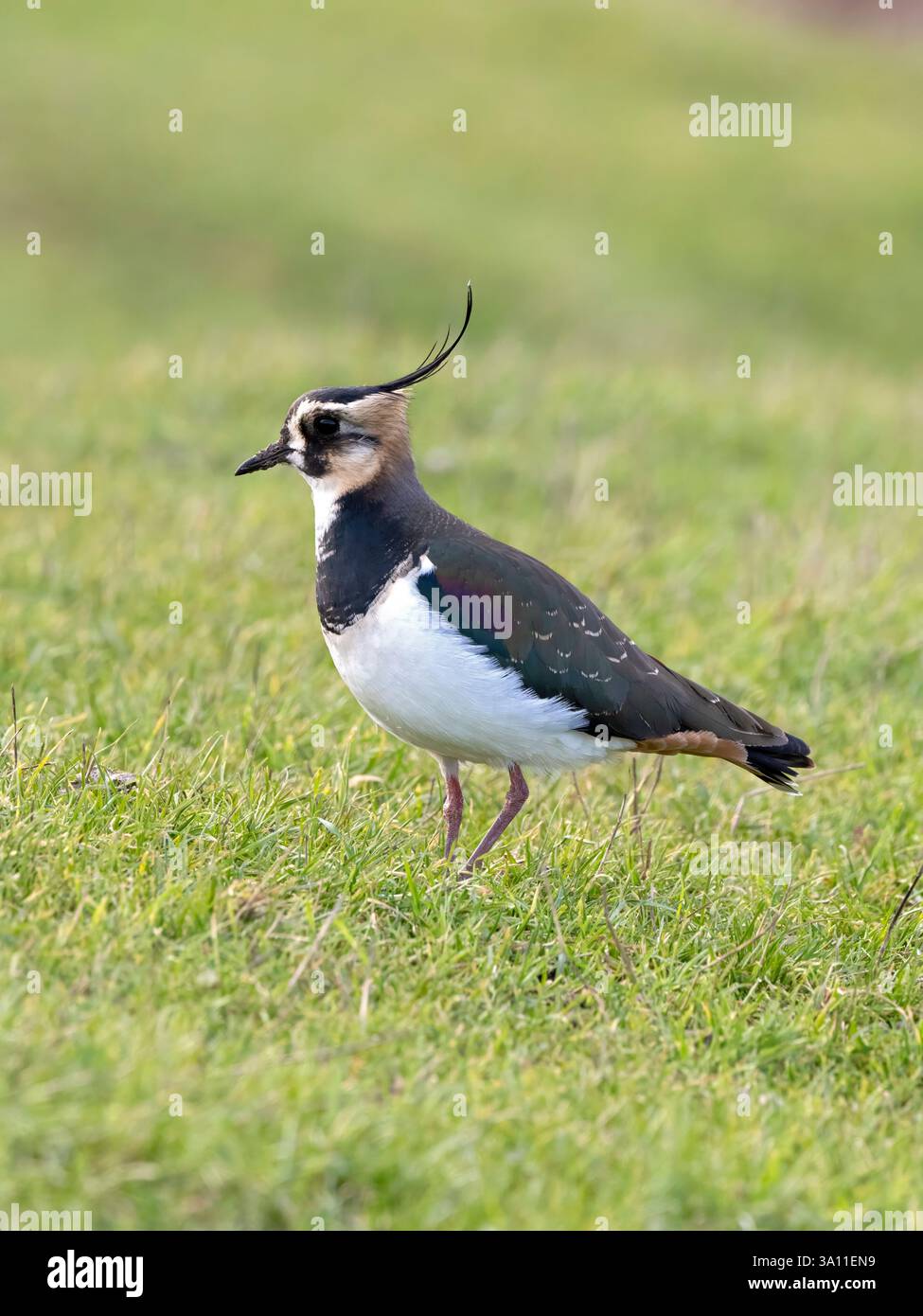 Lapwing (Vanellus vanellus) Elmley Nature Reserve, Kent, UK Conservation Status Rote Liste Stockfoto