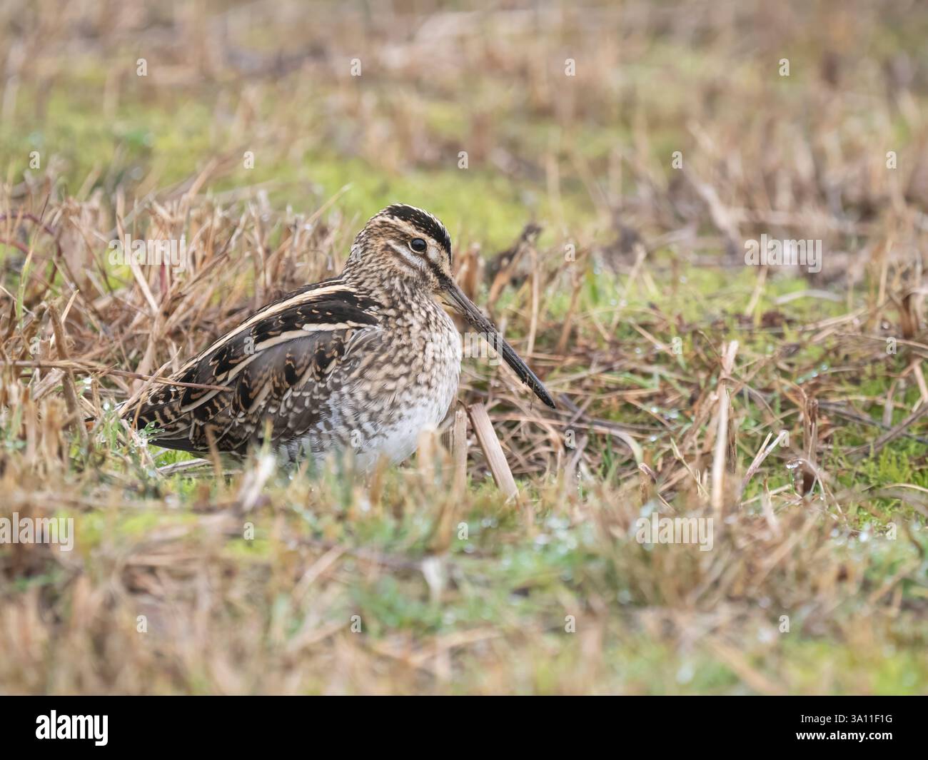 Snipe (Gallinago gallinago) Sandwich Bay, Kent, Großbritannien, Winter, Schutzstatus Amber Stockfoto