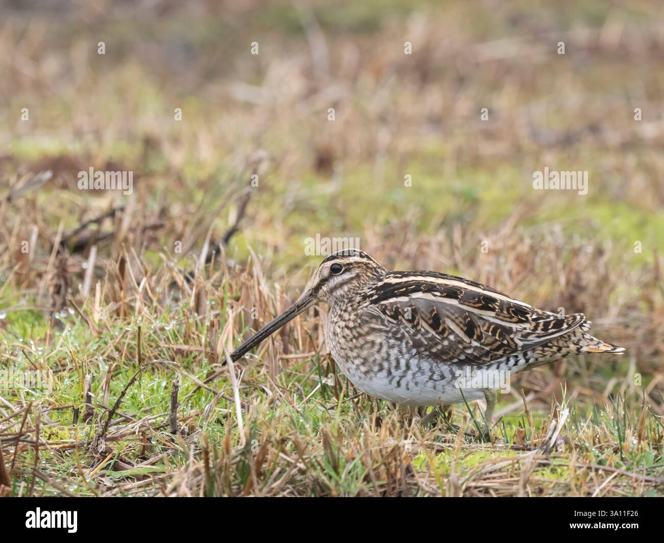 Snipe (Gallinago gallinago) Sandwich Bay, Kent, Großbritannien, Winter, Schutzstatus Amber Stockfoto