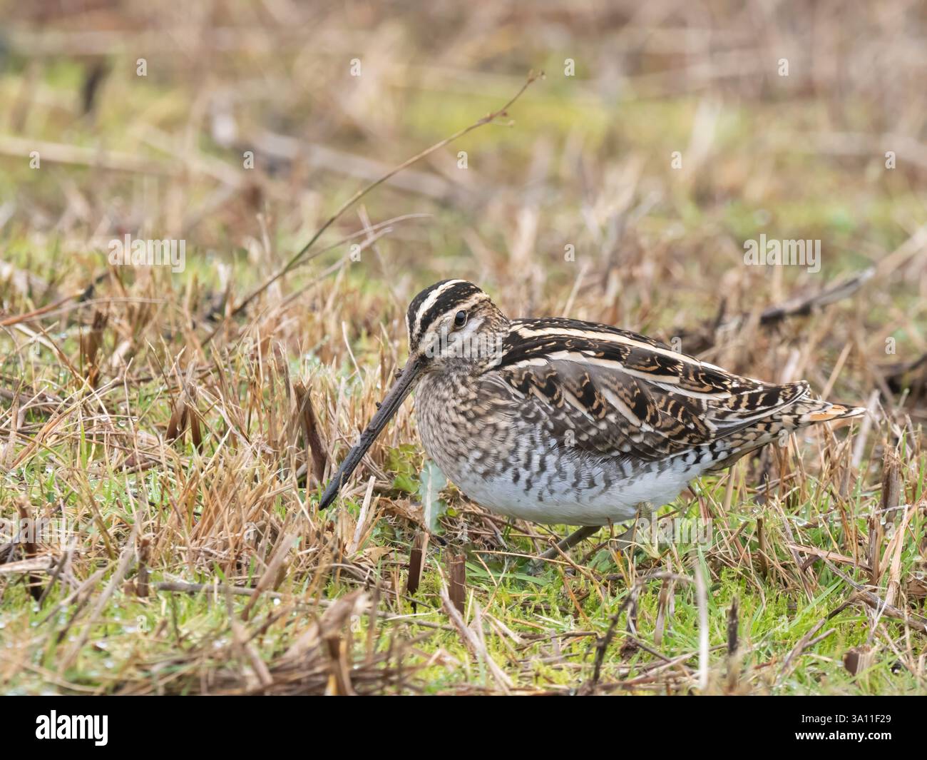 Snipe (Gallinago gallinago) Sandwich Bay, Kent, Großbritannien, Winter, Schutzstatus Amber Stockfoto
