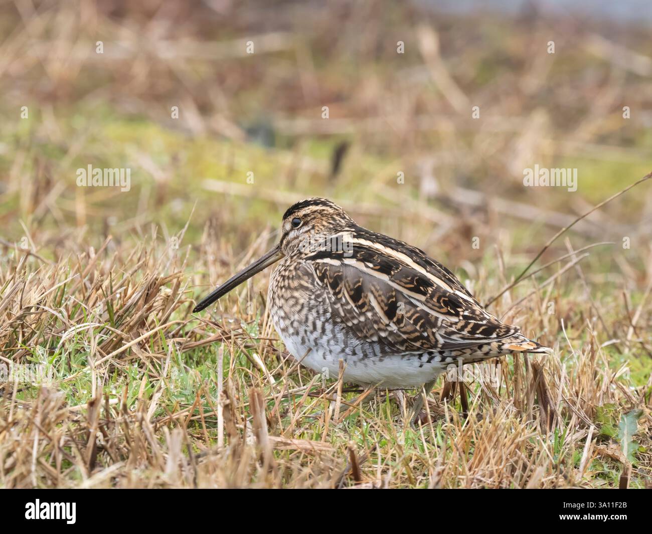 Snipe (Gallinago gallinago) Sandwich Bay, Kent, Großbritannien, Winter, Schutzstatus Amber Stockfoto