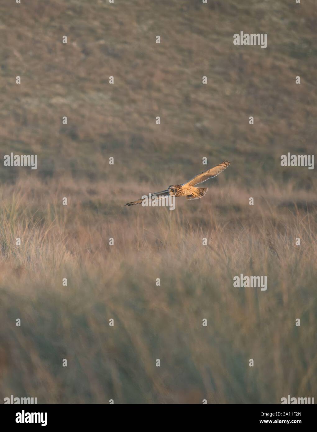 Kurzohrige (Asio flammeus) Sandwich Bay, Kent, Vereinigtes Königreich, im Flug, Schutzstatus Amber, Wintermigrantin Stockfoto