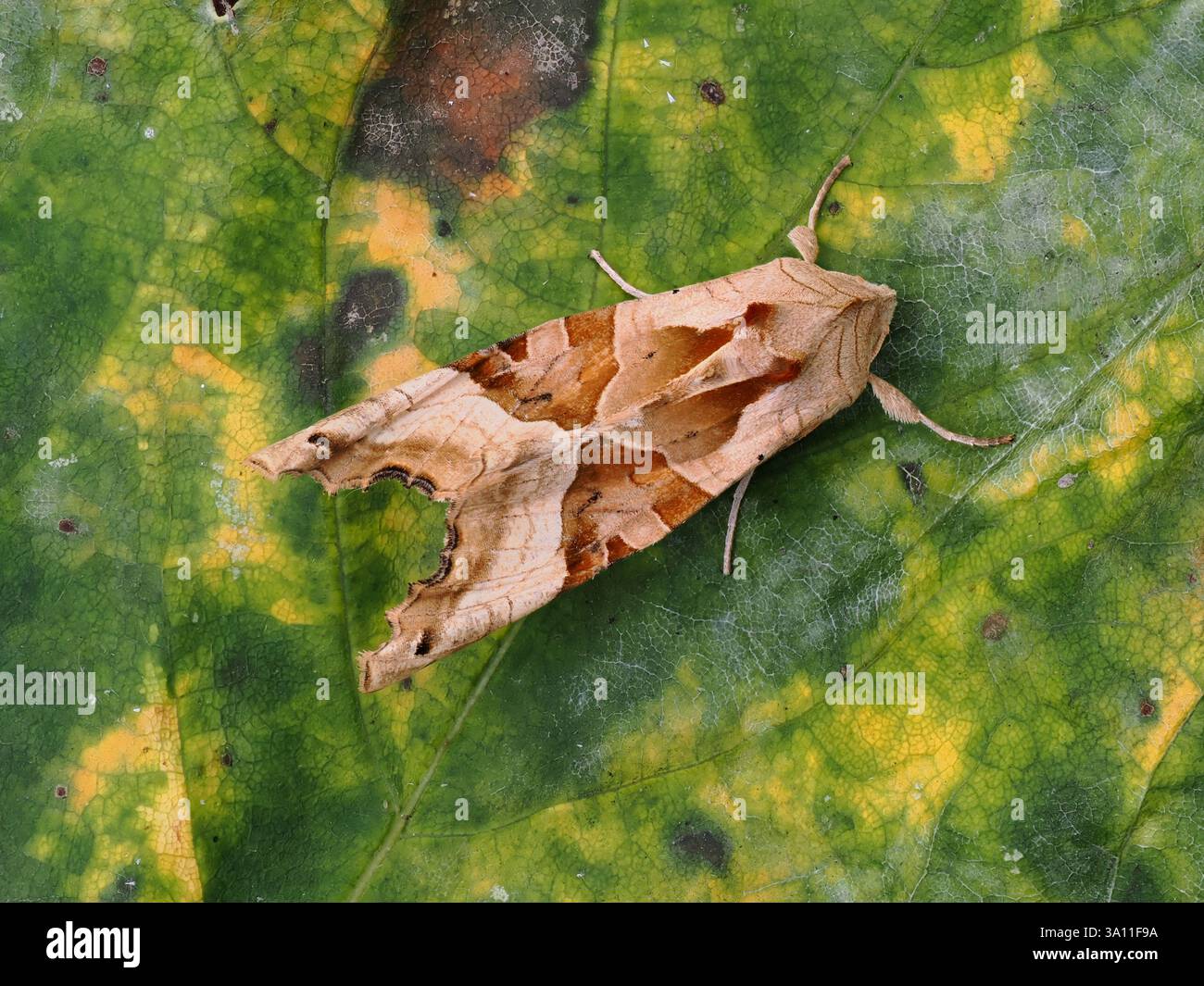Angle Shades Moth (Phlogophora meticulosa) Garden, Kent UK Stockfoto