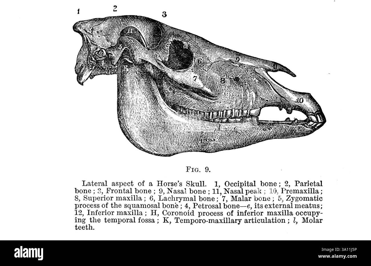 Seitliche Aspekte eines Pferdeschädels. 1, Hinterhauptknochen ; 2, Parietalknochen ; 3, frontaler Knochen ; 9, Nasenbein ; 11, Nasenspitze ; 10, premaxilla ; 8, Oberkiefer ; 6, Lachryma-Knochen; 7, Malar-Knochen; 5, zygomatischer Prozess des Plattenbeinknochens; 4, petrosaler Knochen— e, äußerer Meatus; 12, Oberkiefer inferior ; H, Coronoidprozeß des Oberkiefers inferior, der die Fossa temporo-maxillaris besetzt ; K, temporo-maxillarer Artikulation ; I, Molarenzähne. Aus Strangeways' Veterinäranatomie von Vaughan, I; Strangeways, Thomas, 1824-1869; das Royal College of Physicians of Edinburgh veröffentlichte 1879 Stockfoto