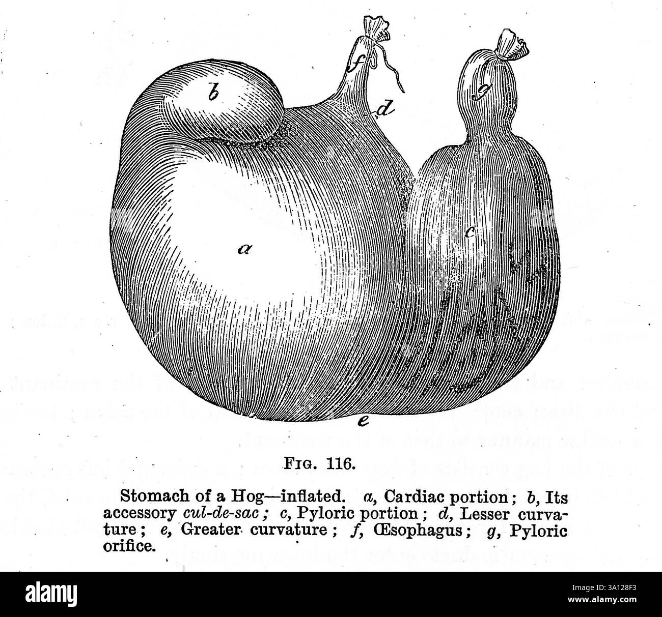 Magen eines Schweines — aufgebläht, a, Herzteil; b, seine akzessorische Sackgasse ; c, pylorischer Teil ; d, geringere Krümmung ; E, größere Krümmung ; /, (Ösophagus ; g, Pyloröffnung. Aus Strangeways' Veterinäranatomie von Vaughan, I; Strangeways, Thomas, 1824-1869; das Royal College of Physicians of Edinburgh veröffentlichte 1879 Stockfoto