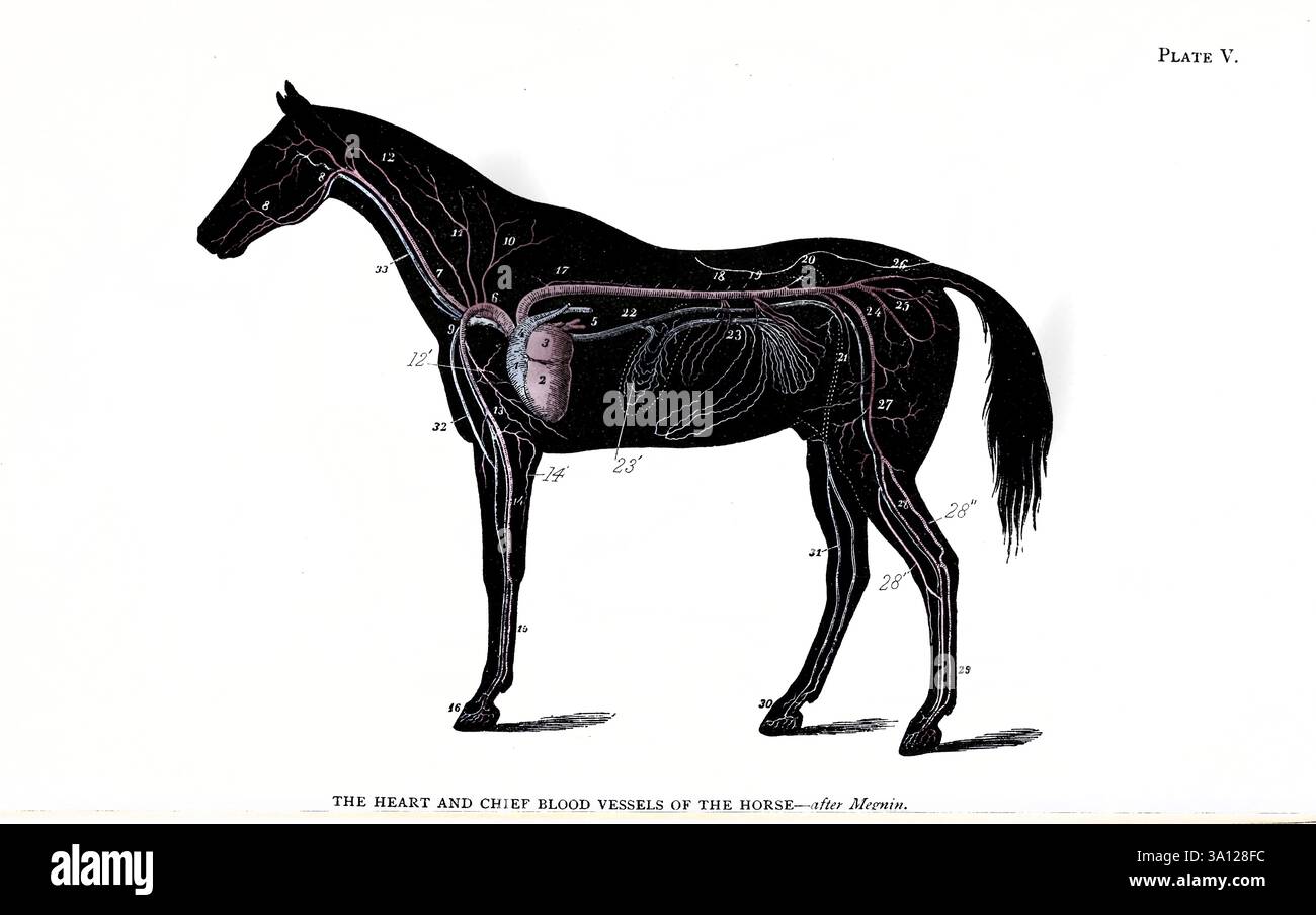 Das Blut-Gefäßsystem des Pferdes.; 1. Herz; rechter Ventrikel; 2. Herz; linker Ventrikel; 3. Herz; linker Vorhof; 4. Pulmonalarterie. 5. Lungenvenen. 6. Aorta anterior.; 7. A. carotis.; 8 8. A. glosso-fazialis. 9. Arteria brachialis links.; 10. Arteria dorsal.; 11. Arteria cervicalis Superior.; 12. Arteria vertebralis.; 12'. Arteria thoracica interna.; 13. Arteria humeralis.; 14. Arteria radialis. 14'. A. cubitalis.; 15. Arteria metacarpalis grosse.; 16. Unguale Zweige.; 17. Aorta posterior.; 18. AXIS coeliacus.; 19. Mesenterialarterien.; 20. Nierenarterie (links); 21. Arteria testicularis klein; 22. Stockfoto