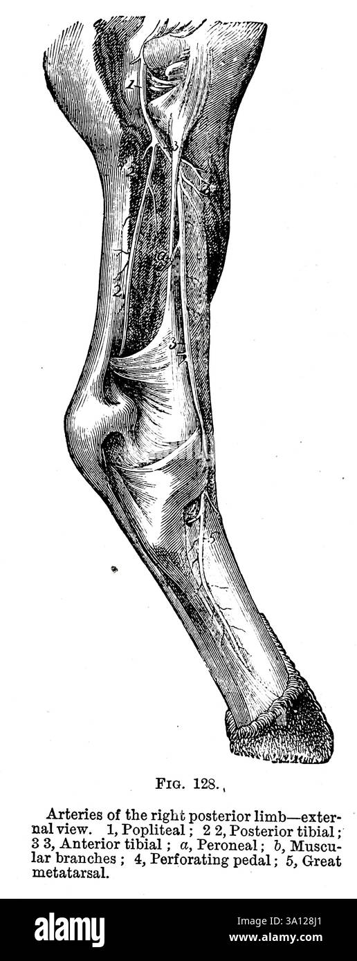 Arterien der rechten hinteren Extremitätenarterie nach außen. 1, poplitea ; 2 2, tibialis posterior ; 3 3, tibialis anterior ; a, peroneal ; b, muskuläre Äste ; 4, perforierendes Pedal; 5, Great Metatarsal from Strangeways' Veterinary Anatomy by Vaughan, I; Strangeways, Thomas, 1824-1869; das Royal College of Physicians of Edinburgh veröffentlichte 1879 Stockfoto