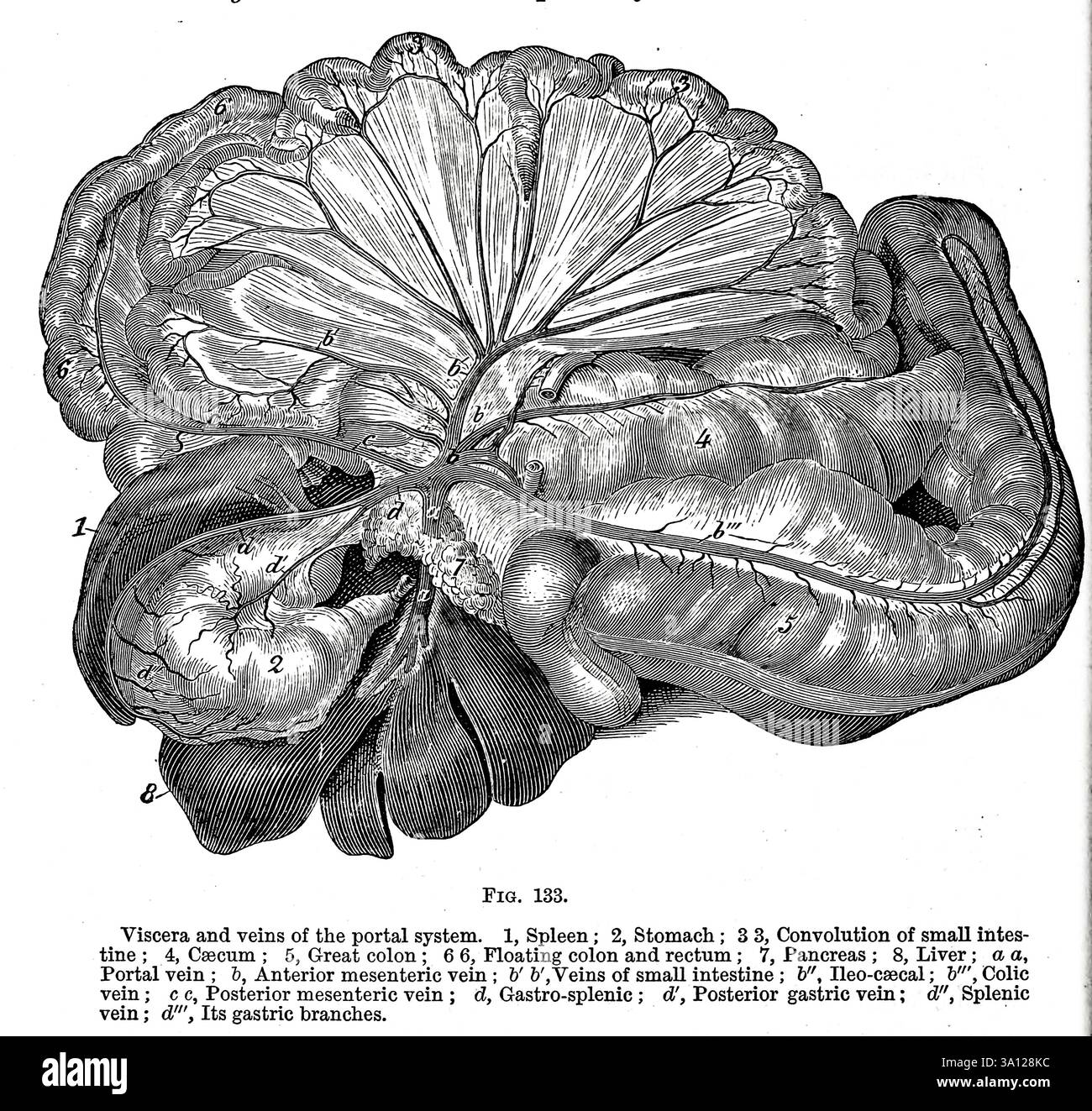 Eingeweide und Venen des Portalsystems. 1, Milz ; 2, Magen ; 3 3, Faltung des smaU-Darms ; 4, Caecum ; 5, Great Colon ; 6 6, Floating Colon and Rectum ; 7, Pankreas ; 8, Leber ; A a. Portalvene ; &, Vena mesenterica anterior ; Vena V des Dünndarms ; 6', ileocsecal ; h''. Vena colic ; c c, Vena mesenterica posterior ; d, Magen-Milz ; d'. Vena gastrior posterior ; d', Vena Milz ; d'''. Seine Magenäste. Aus Strangeways' Veterinäranatomie von Vaughan, I; Strangeways, Thomas, 1824-1869; das Royal College of Physicians of Edinburgh veröffentlichte 1879 Stockfoto