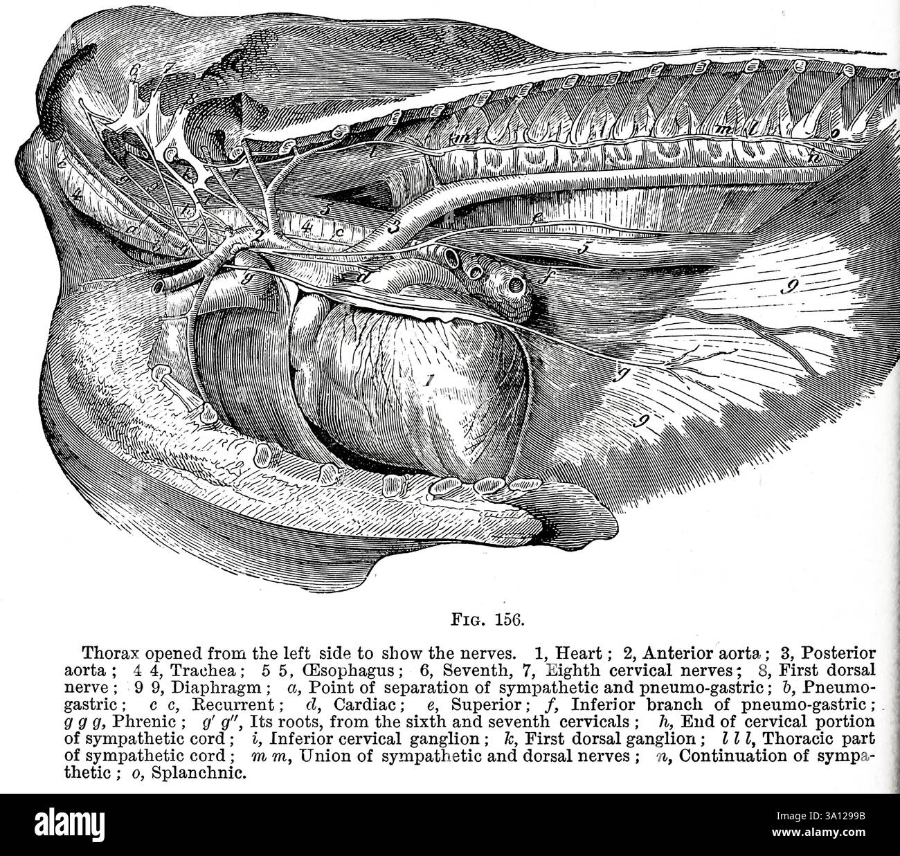 Der Thorax wurde von der linken Seite geöffnet, um die Nerven zu zeigen. 1, Herz ; 2, Aorta anterior ; 3, Aorta posterior; 4 4 Trachea; 5 5 Ösophagus; 6, Siebtes, 7, Achter Halsnerv; 8, N. dorsalis ; 9 9, Zwerchfell ; a. Trennstelle von sympathisch und pneumo-gastrisch ; h, pneumogastrisch ; c, rezidivierend ; d, Herz ; e, Superior ; /, Pneumo-Magen-inferior-Ast ; g g g. phrenisch ; g' g' g'. Seine Wurzeln, vom sechsten und siebten Halswirbelsäule ; h. Ende des Halswirbelanteils des sympathischen Strangs ; i, Ganglion des unteren Halswirbels ; IC, Ganglion des ersten Dorsalanglions ; III, Thorakanteil des sympathischen Strangs ; Stockfoto