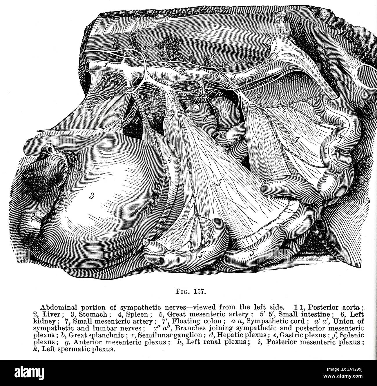 Abdomineller Teil der sympathischen Nerven — von der linken Seite gesehen, 1 1, posteriore Aorta ; 2, Leber ; 3, Magen ; 4, Milz ; 5, Arteria mesenterica grossarg; 5' 5', Dünndarm; 6, linke Niere; 7, Arteria mesenterica klein; 7', Floating Colon; A A, sympathischer Nabelschnur; A' a', Vereinigung von sympathischen und lumbalen Nerven ; a' a', Zweige, die den sympathischen und den posterioren Mesenterialplexus verbinden; 6, Great splanchnic ; c. semilunares Ganglion ; d, Plexus hepatica ; e, Plexus gastrica ;/, Plexus Milz ; g, Plexus mesenterica anterior ; h. Plexus renalis links ; i. Plexus mesenterica posterior ; k, Plexus spermatica links Stockfoto