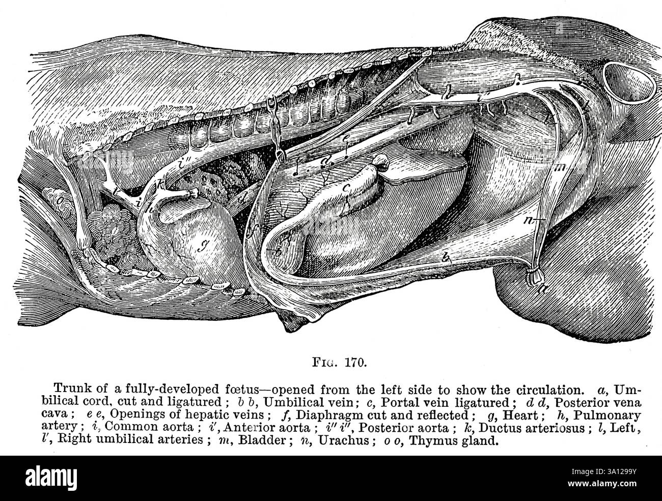 Stamm eines voll entwickelten Fetus, der von der linken Seite geöffnet wurde, um den Kreislauf zu zeigen, a. Nabelschnur, geschnitten und ligaturiert ; hb, Vena umbilicalis; c, Portalvene ligaturiert; d d. Vena cava posterior ; e, Öffnungen der Lebervenen ; /, Diaphragma cut and reflektiert ; g, Herz ; h, Lungenarterie ; i, Aorta communis ; i', Aorta anterior ; i' i'. Aorta posterior ; k. Ductus arteriosus ; I, links , I, acht Nabelarterien ; m. Blase ; n, Urachus ; o o, Thymusdrüse. Aus Strangeways' Veterinäranatomie von Vaughan, I; Strangeways, Thomas, 1824-1869; Royal College of Arcians of Edinburgh Publi Stockfoto