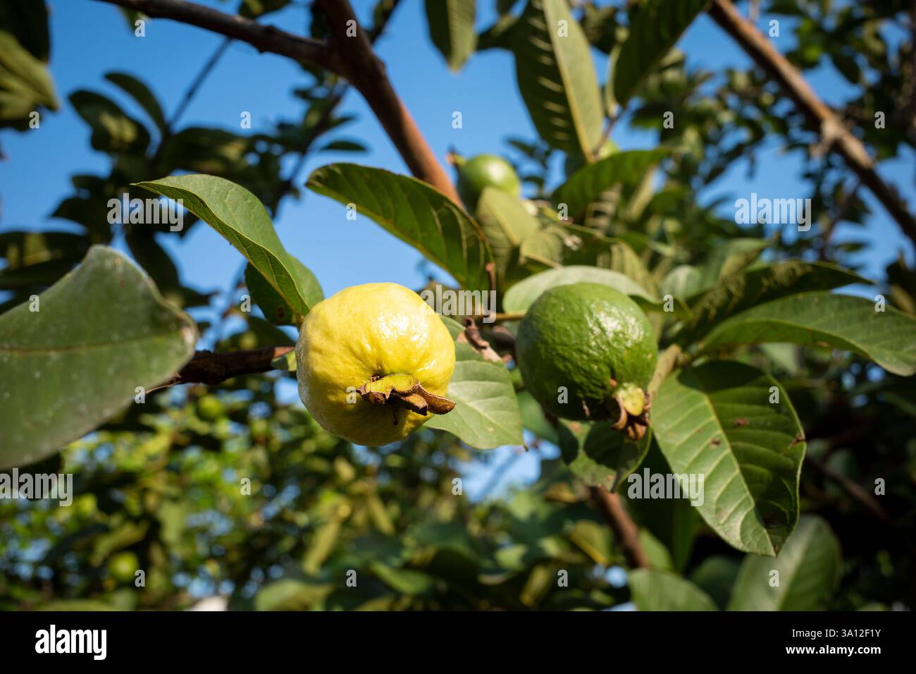 Jambu biji, frische Guavenfrucht (Psidium guajava) hängt am Baum, flacher Fokus. Stockfoto