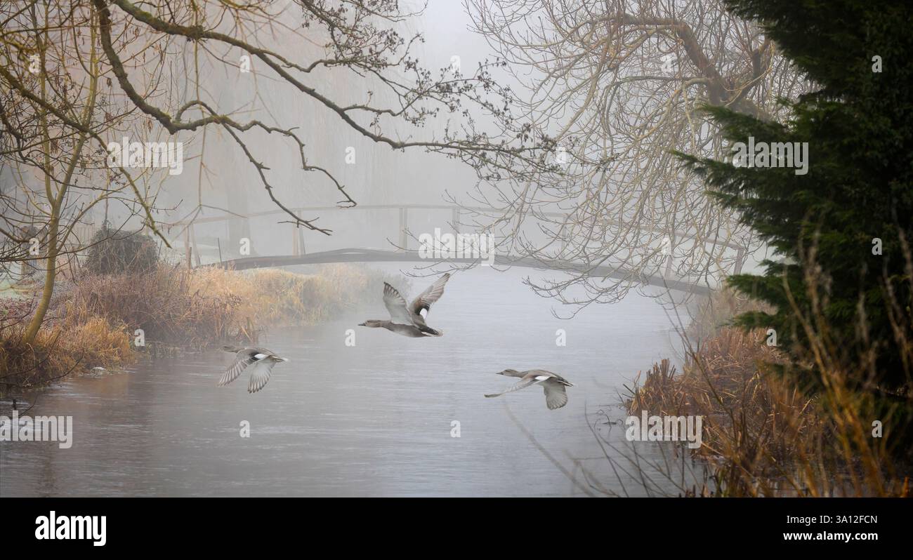 Drei Gadwall-Enten fliegen über einen nebeligen Fluss Wylye mit alter Holzbrücke im Hintergrund in der Nähe von Heytesbury, Wiltshire, Großbritannien Stockfoto