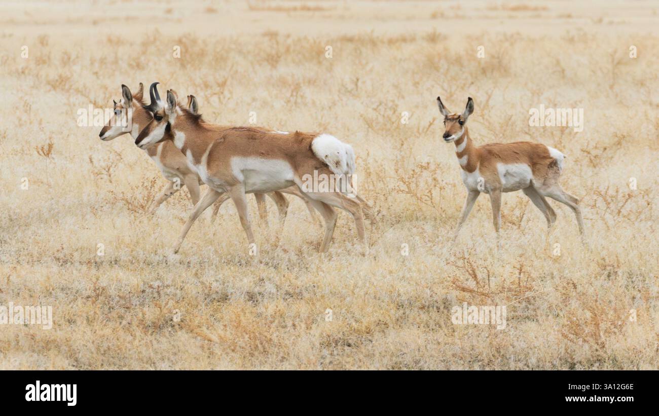 Pronghorns (Antilocapra americana) durchstreifen das Grasland des Lassen County, Kalifornien. Einer von den Mäusen hat seine zackige Scheide abgeworfen, während der andere Stockfoto