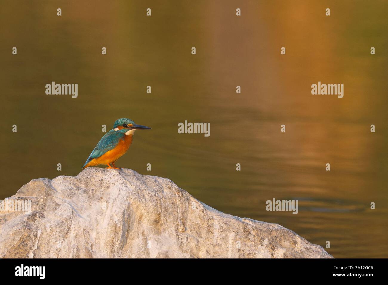 Eisvogel (Alcedo Atthis) Stockfoto