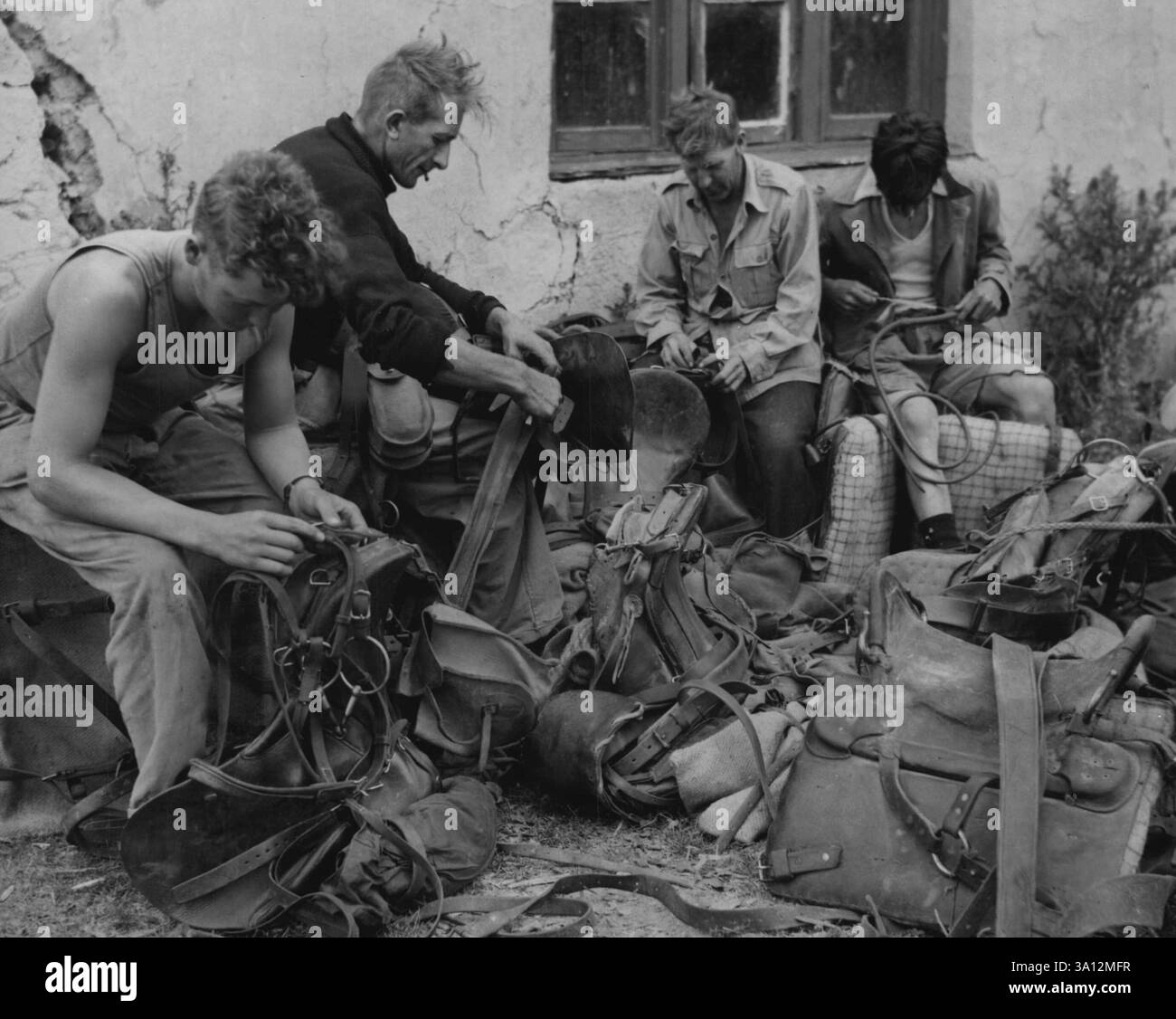 Landwirtschaft Landwirtschaft, Viehpastoral - Neuseeland. November 1949. Stockfoto