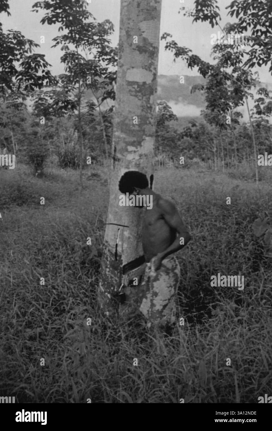 Gewindeschneiden von Gummi bei Kokoda 100 Acres Produkten ca. 886,000lbs pro Jahr. März 1943. Stockfoto