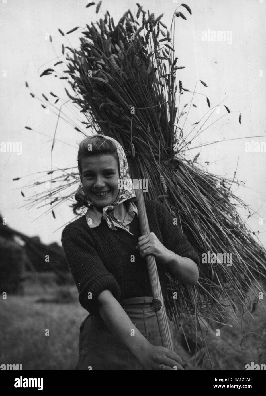 Glücklich in ihrer Arbeit - Miss Irene Harrison aus Sheffield, die schon ***** war Landarmee seit zwei Jahren, scheint sehr ***** zu sein In ihrer Arbeit, während sie dabei hilft, den Mais zu sammeln ***** Auf der Goldings Farm, Hatfield, Herts. 30. September 1946. (Foto: London News Agency Photos Ltd.) Stockfoto