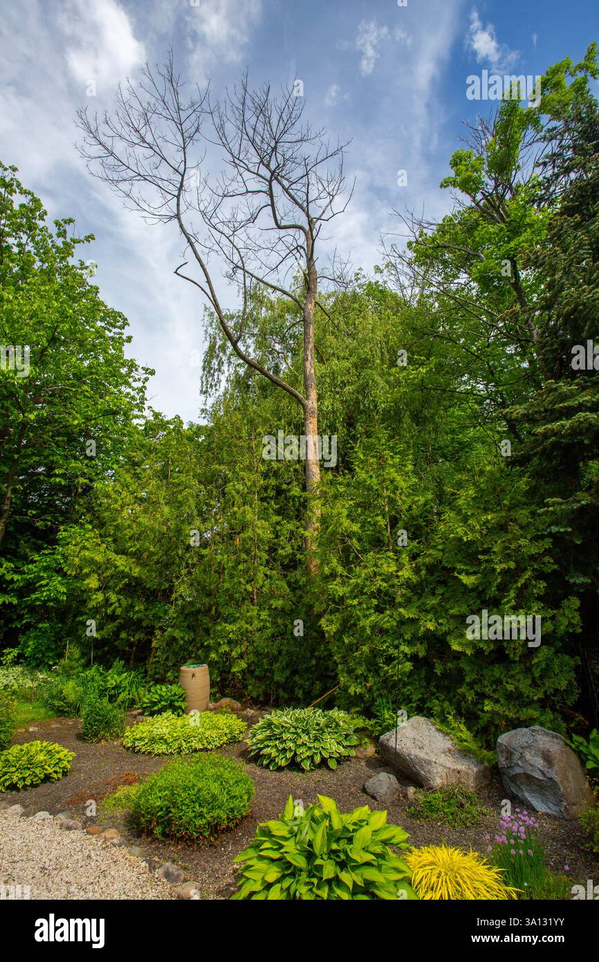 Tote Asche von Smaragd Ash Borer Befall, Meaford, Ontario, Kanada Stockfoto
