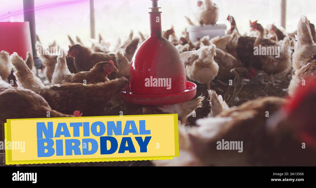 Bild des nationalen Vogel-Textes über Huhn im Stall Stockfoto