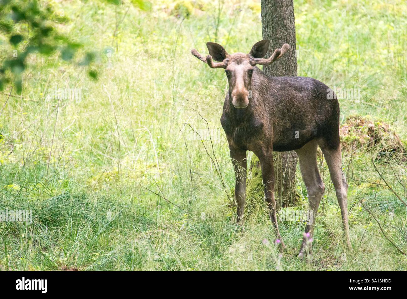 Eine Nahaufnahme eines jungen Elchs (Alces alces), der sein kleines, sich entwickelndes Geweih zeigt. Das Bild zeigt das frühe Stadium des Geweihwachstums und symbolisiert den Stockfoto