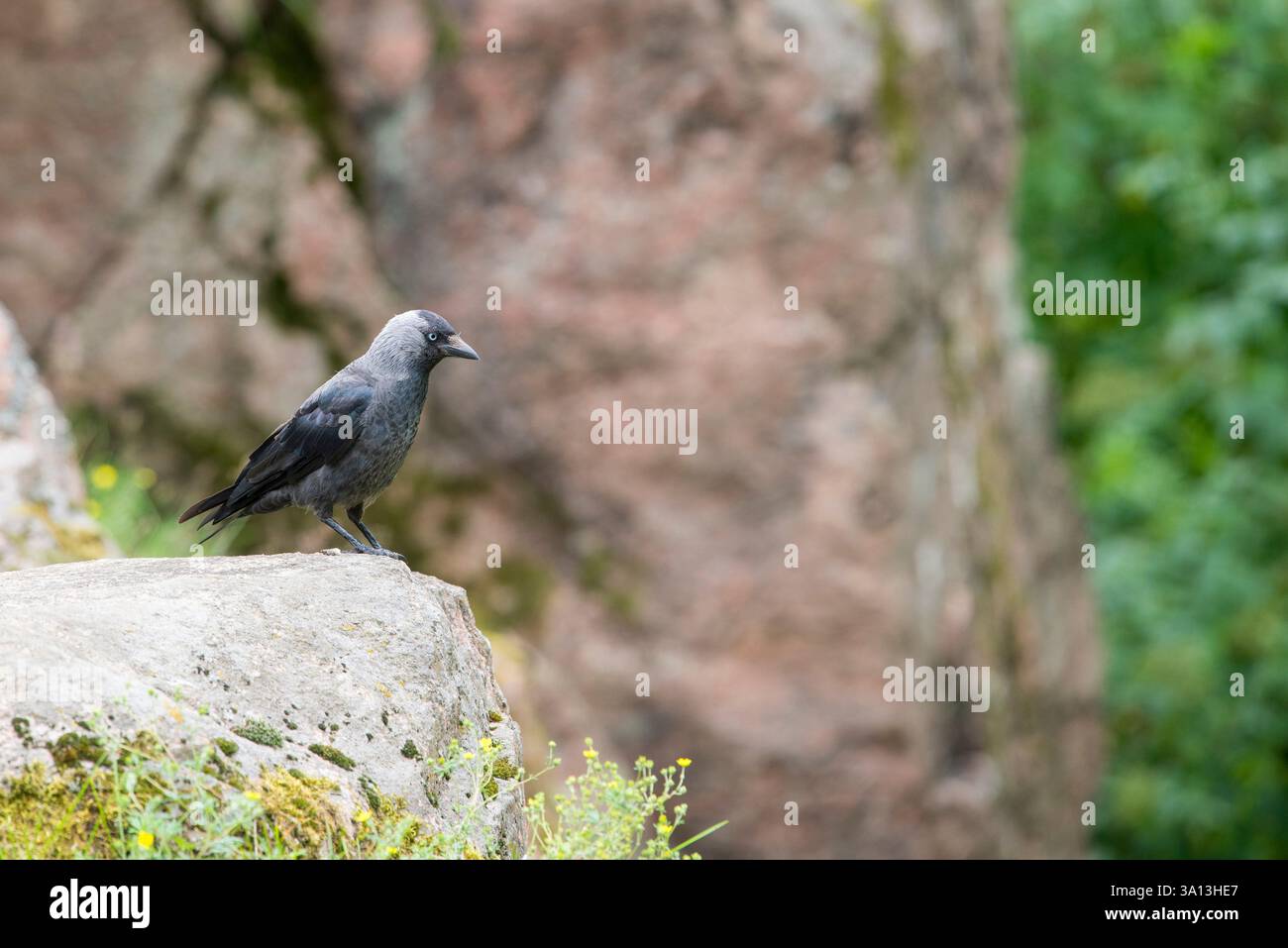 Auf einem Stein thront ein markanter westlicher Jackdaw (Coloeus monedula), umgeben von einer zerklüfteten felsigen Landschaft in der Wärme des Sommers. Das elegante Schwarz und Stockfoto