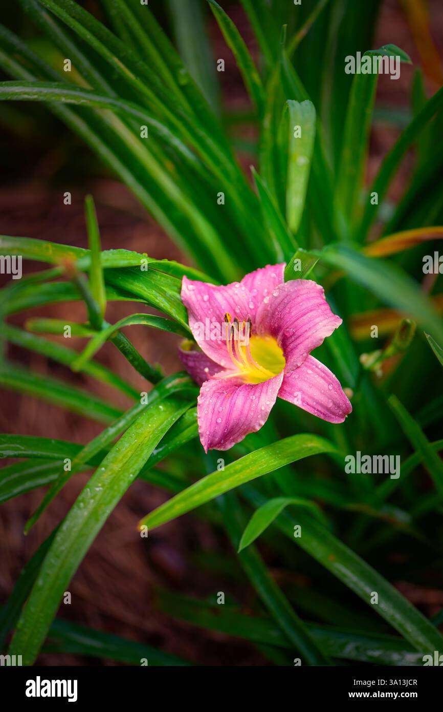 Einzelne rosafarbene Taglilienblüte in einem Garten mit dunkelgrünen Stielen im Frühling. Stockfoto