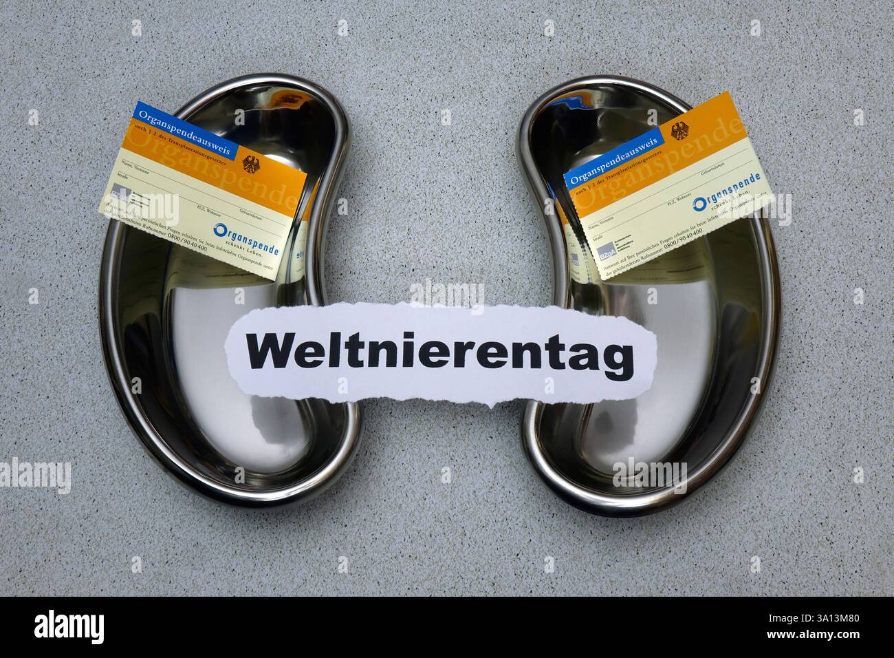 Nierenschalen mit Organspendeausweise und Schriftzug Weltnierentag Nierenschalen mit Organspendeausweise und Schriftzug Weltnierentag, 05.03.2025, Borkwalde, Brandenburg, in zwei Nierenschalen liegen Organspendeausweise mit dem Schriftzug Weltnierentag. *** Nierenschalen mit Organspenderkarten und Weltnierentag-Schriftzug Nierenschalen mit Organspenderkarten und Weltnierentag-Schriftzug, 05 03 2025, Borkwalde, Brandenburg, Organspenderkarten mit Weltnierentag-Schriftzug liegen in zwei Nierenschalen Stockfoto