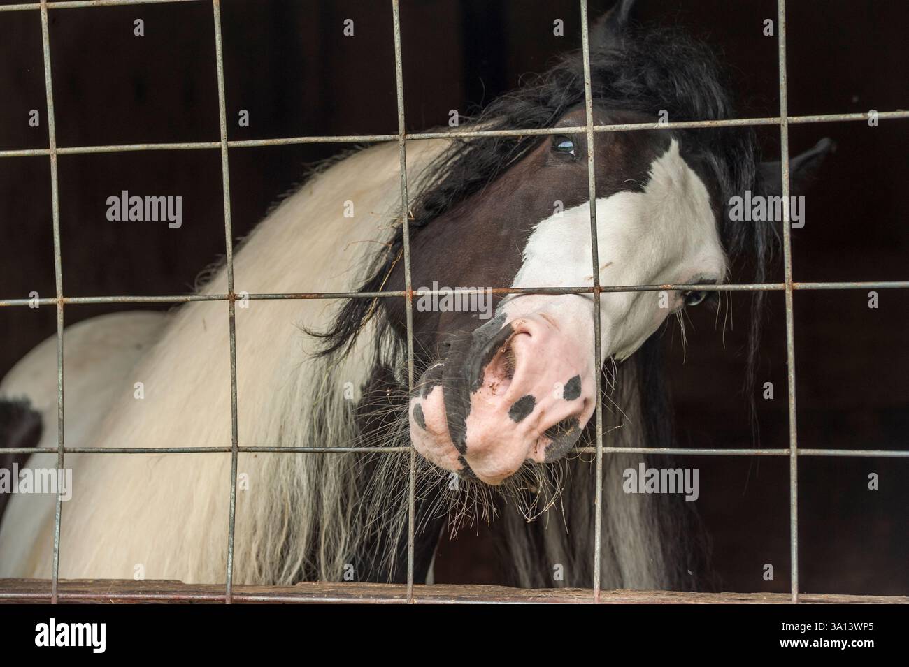 Männlicher Gypsy Vanner Horse Hengst mit Nase durch Stallfenster Draht Stockfoto