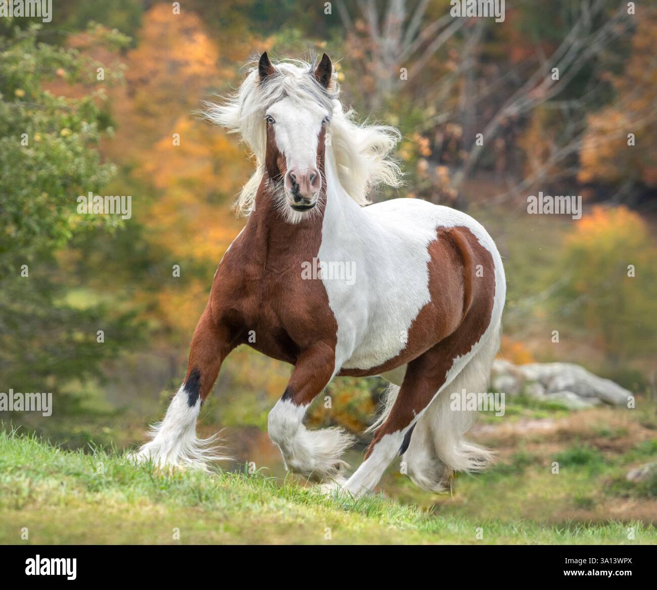 Gypsy Vanner Horse männliche Trabben auf Herbstweide Stockfoto