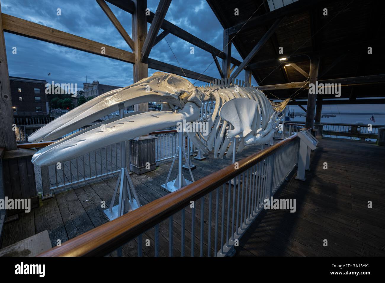 Whale Skeleton in Port Townsend, WA Stockfoto