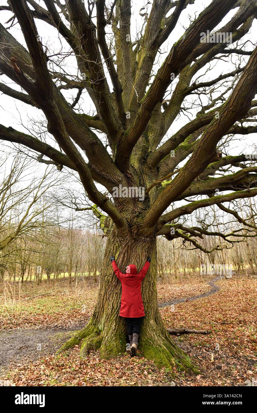 Alte englische Eiche, Wellington, Shropshire Stockfoto
