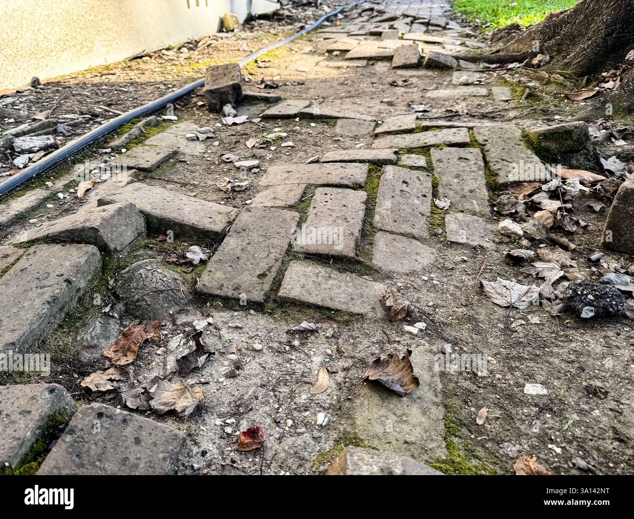 Rauer, felsiger Bürgersteig mit Kopfsteinpflaster und Baumwurzeln in New Orleans, Louisiana, USA Stockfoto