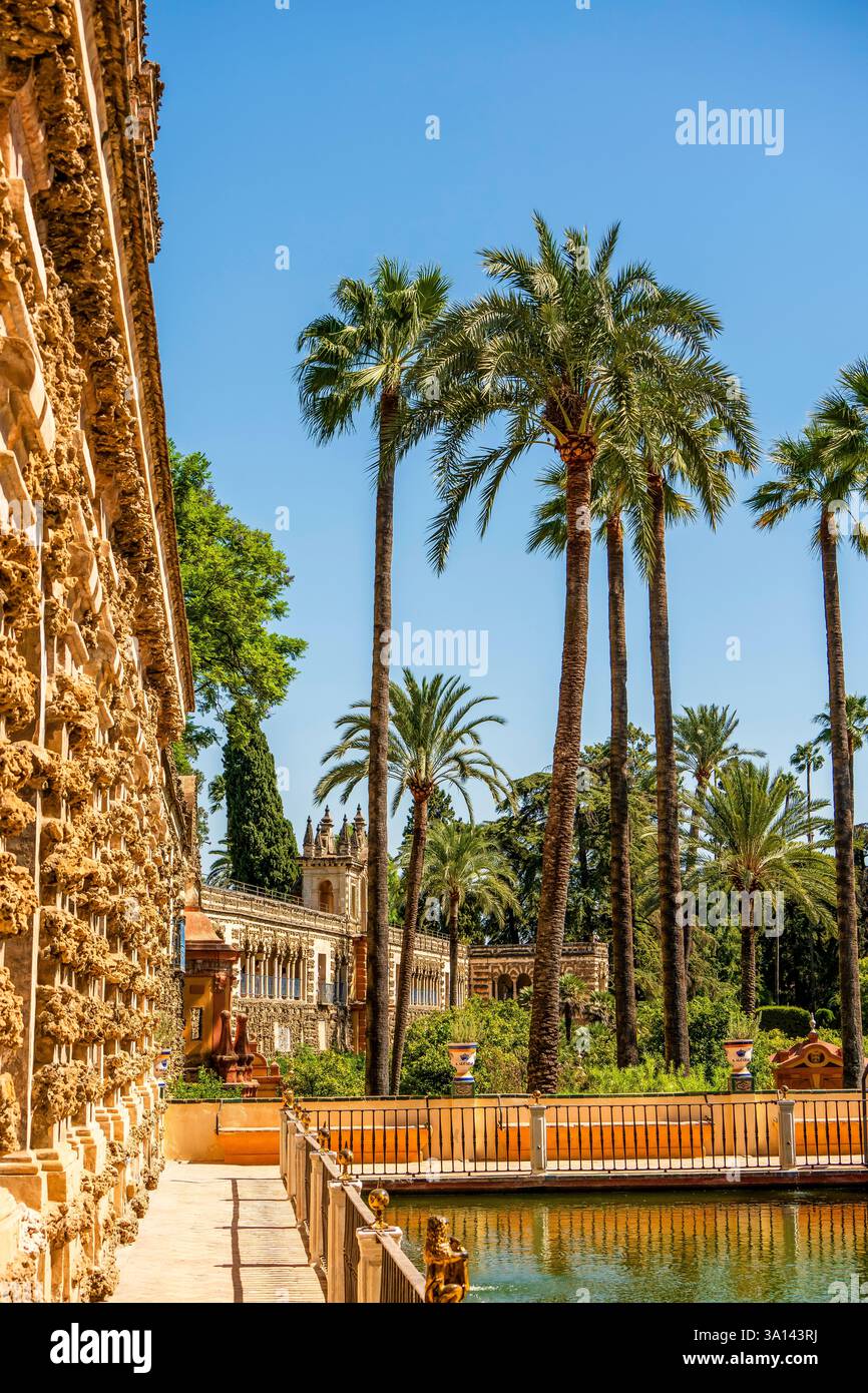 Von Palmen gesäumter Pfad zum Galería de los Grutescos im Königlichen Alcázar: Eine von Mauren inspirierte Gartenoase, die Sevillas majestätische andalusische Pracht ausstrahlt Stockfoto