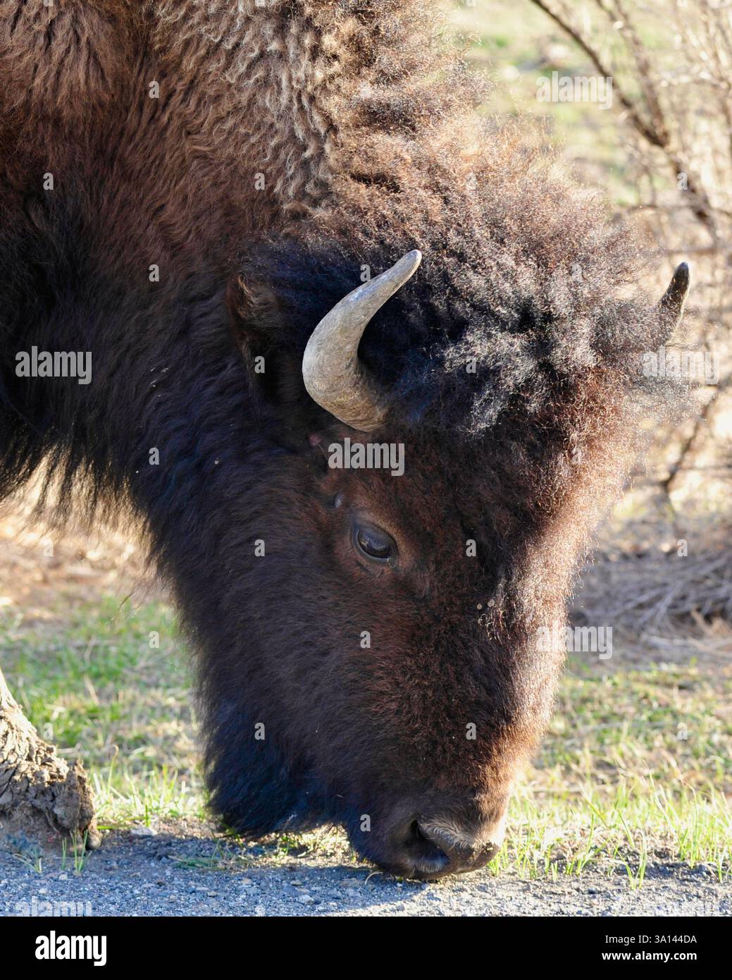Nahaufnahme junger Bisons, die an einem sonnigen Tag im Yellowstone National Park in der Nähe von Mammoth Hot Springs weiden. Stockfoto