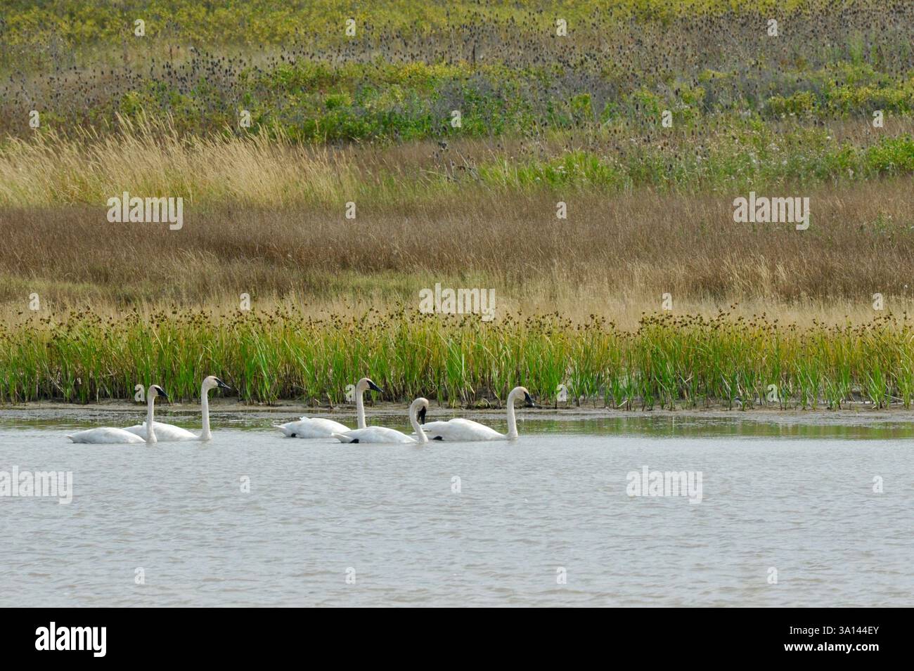 Trompeter Swans auf einem Sumpfteich im Mission Valley of Montana an einem Aussichtspunkt in der Nähe des Highway 93, Ninepipe Nat'l Wildlife Refuge südlich von Ronan. Stockfoto