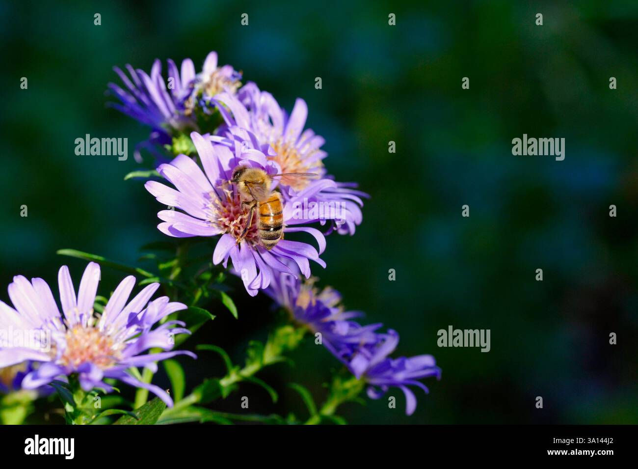 Makrofoto einer Honigbiene, die eine violette Asterblume mit gelbem Zentrum besucht. Stockfoto