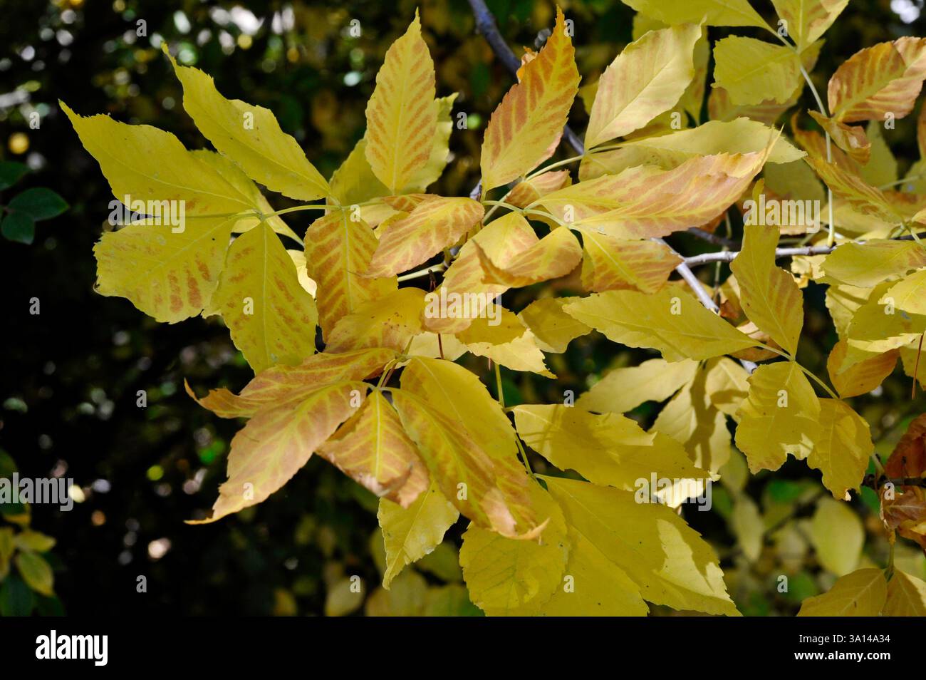 Gelbe Box Elder Tree Compound Blätter, die in der strahlenden Herbstsonne in einem Garten in Utah in den Ausläufern des Wasatch Mountain mit rotem Glanz getönt sind. Stockfoto