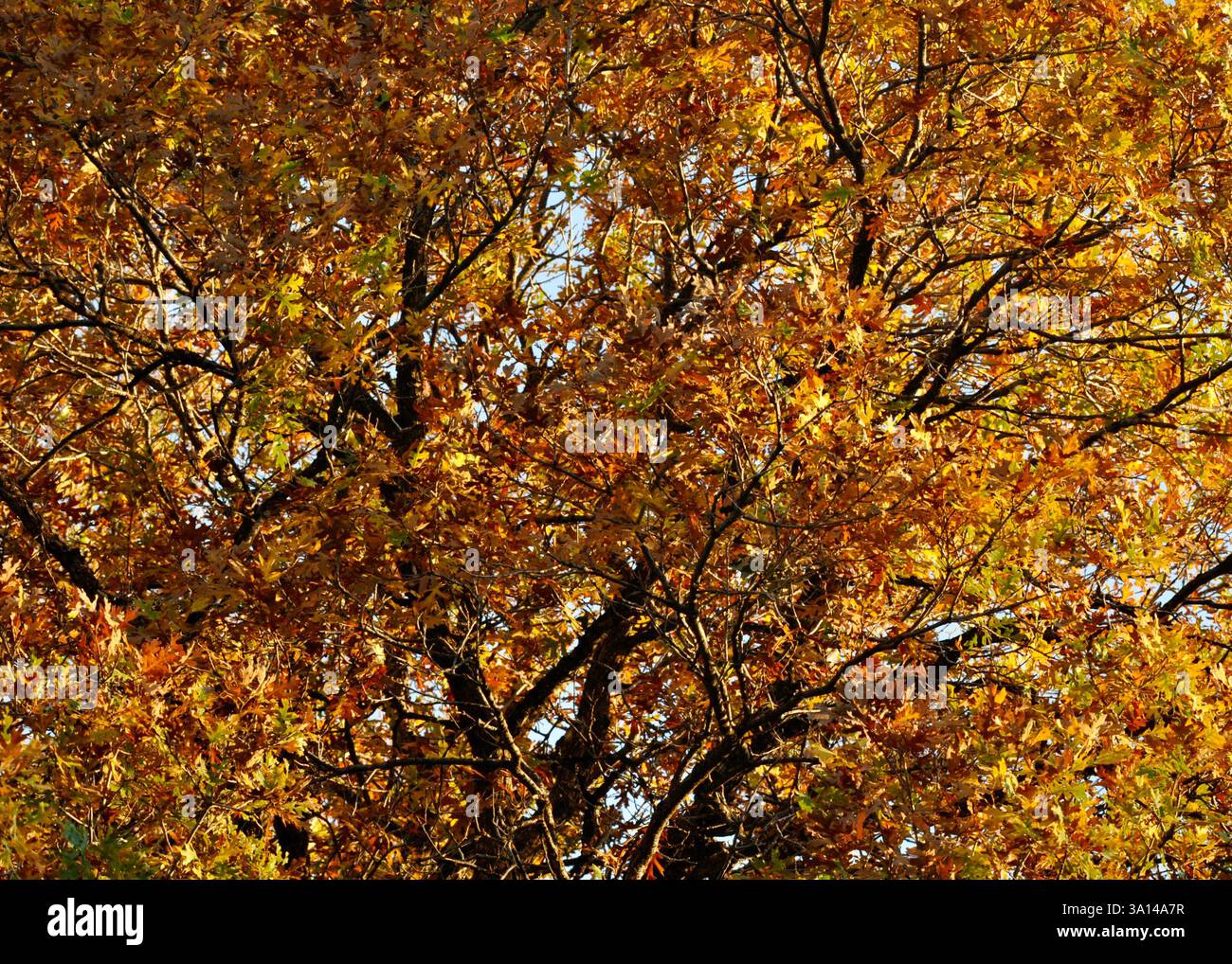Eine Gambel Oak Tree zeigt goldene Herbstblattfarben auf einem steilen Hügel im Norden Utahs vor einem blauen Himmel. Stockfoto