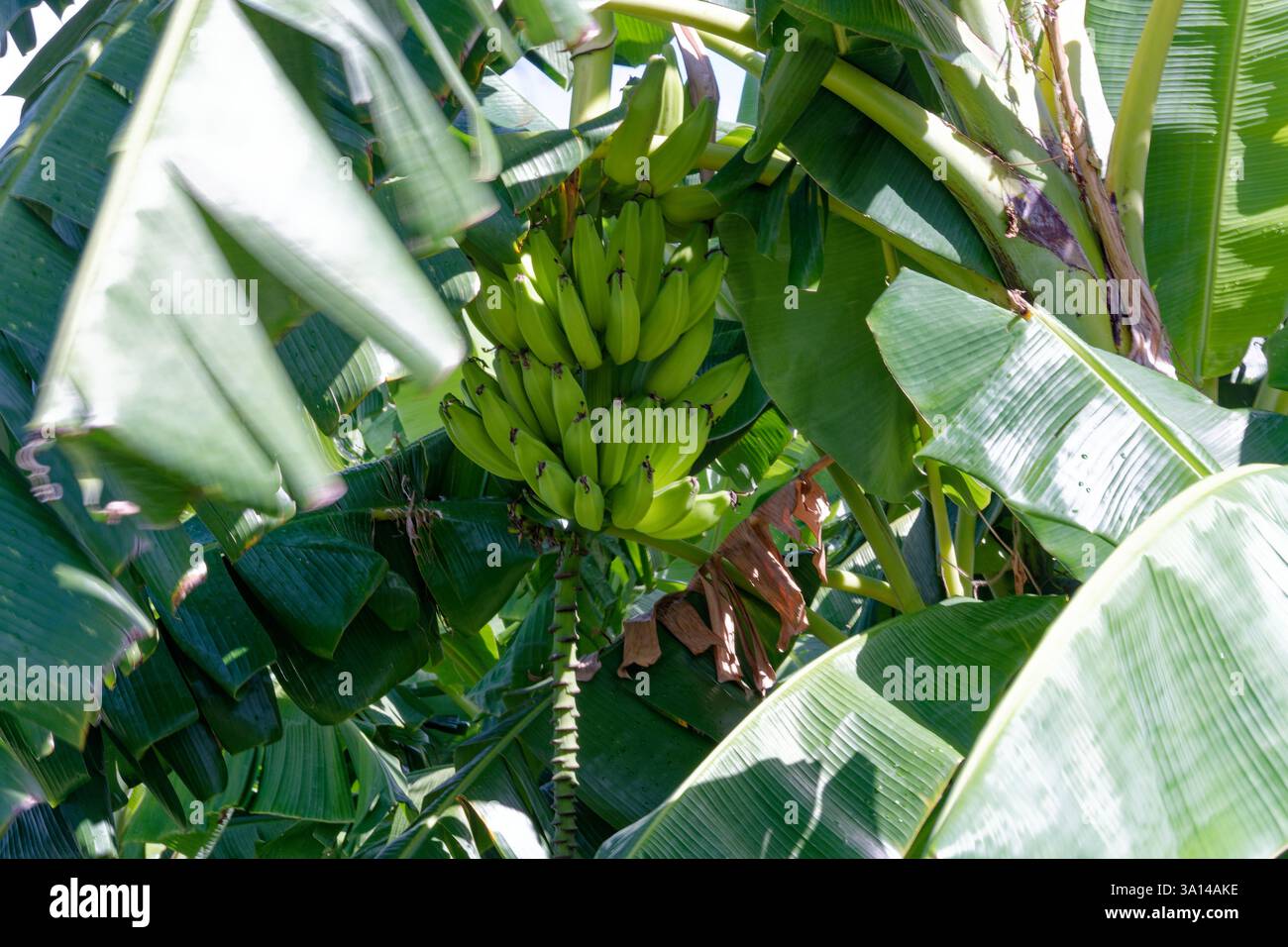 Granada - ein Haufen grüner Bananen auf einem Baum Stockfoto